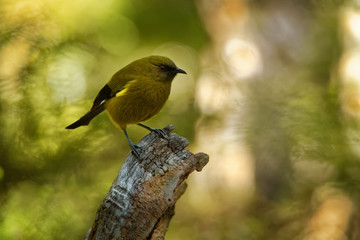 Bellbird - Anthornis melanura - makomako in Maori language, endemic bird - honeyeater from New Zealand in the green forest