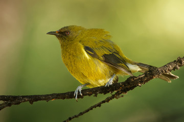 Bellbird - Anthornis melanura - makomako in Maori language, endemic bird - honeyeater from New Zealand in the green forest