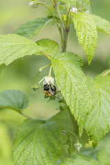 Bumblebee pollinating a raspberry flower.