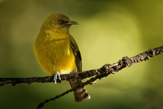 Bellbird - Anthornis melanura - makomako in Maori language, endemic bird - honeyeater from New Zealand in the green forest