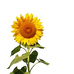 Sonnenblume auf weissem Hintergrund