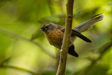 Rhipidura fuliginosa - Fantail - piwakawaka in Maori language - sitting on the branch in the forest of New Zealand