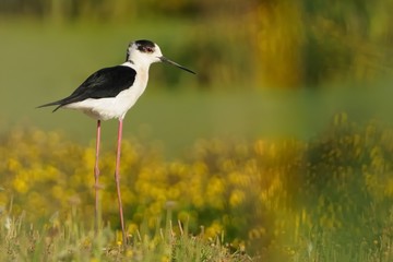 Black-winged Stilt - Himantopus himantopus walking in the blue water and feeding