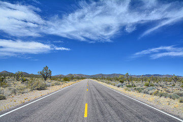 Road with Joshua trees
