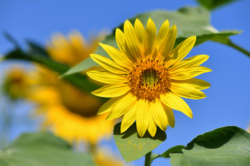 Young Sunflower against the Blue Sky