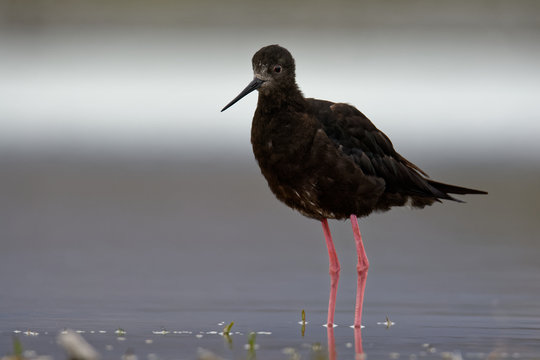 Himantopus novaezelandiae - Black stilt - kaki in Maori language, endemic rare bird from New Zealand, near lake Tekapo