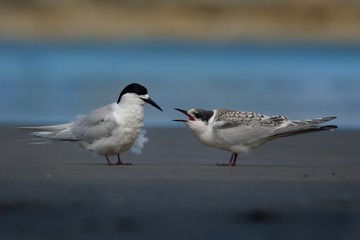 White-fronted Tern - Sterna striata  - tara living in New Zealand, flying, hunting, mating