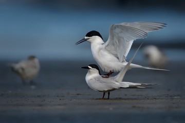 White-fronted Tern - Sterna striata  - tara living in New Zealand, flying, hunting, mating