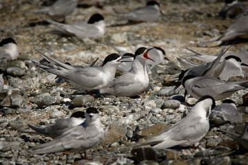 White-fronted Tern - Sterna striata  - tara living in New Zealand, flying, hunting, mating