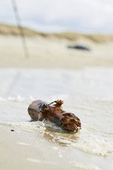 Wood at the beach