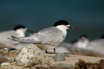 White-fronted Tern - Sterna striata  - tara living in New Zealand, flying, hunting, mating