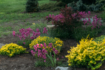 pink, purple and yellow flowers grow in the garden.Botanical Garden