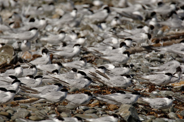 White-fronted Tern - Sterna striata  - tara living in New Zealand, flying, hunting, mating