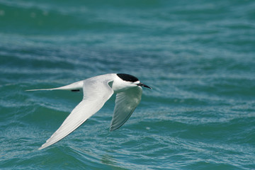 White-fronted Tern - Sterna striata  - tara living in New Zealand, flying, hunting, mating