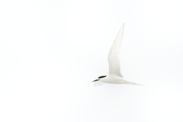 White-fronted Tern - Sterna striata  - tara living in New Zealand, flying, hunting, mating