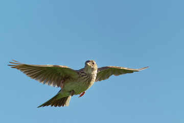 Sky Lark (Alauda arvensis) flying over the field with brown and blue backgrond. Brown bird captured...