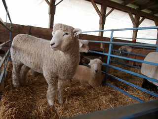 Young Sheep At Agricultural Fair