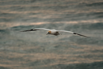 Obraz premium Sula serrator - Australian Gannet - takapu flying above the nesting colony in New Zealand