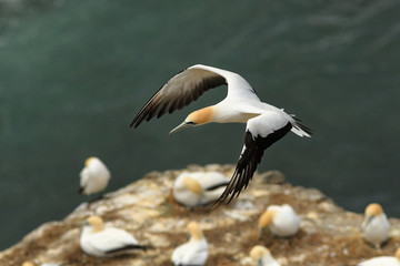 Sula serrator - Australian Gannet - takapu flying above the nesting colony in New Zealand