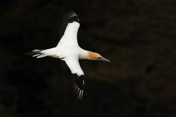 Sula serrator - Australian Gannet - takapu flying above the nesting colony in New Zealand