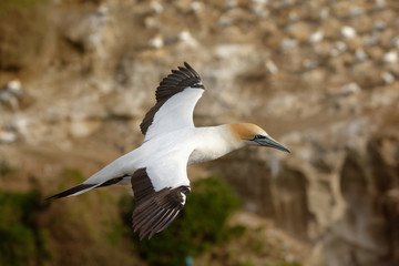 Fototapeta premium Sula serrator - Australian Gannet - takapu flying above the nesting colony in New Zealand