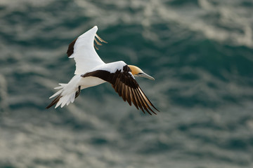 Sula serrator - Australian Gannet - takapu flying above the nesting colony in New Zealand