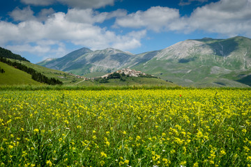 castelluccio di norcia, la fioritura