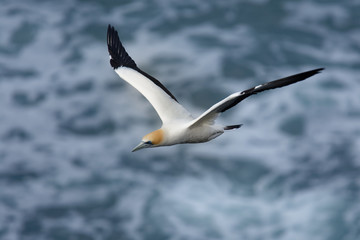 Sula serrator - Australian Gannet - takapu flying above the nesting colony in New Zealand