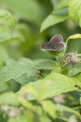 Aphantopus - brown butterfly on raspberry plant.