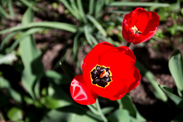 Flowers in the garden © Julian