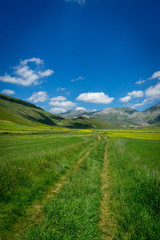 Fototapeta premium castelluccio di norcia, la fioritura