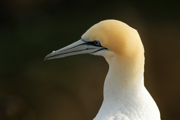 Sula serrator - Australian Gannet - takapu flying above the nesting colony in New Zealand