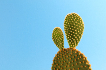 Prickly pear cactus leaves