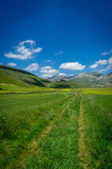 castelluccio di norcia, la fioritura