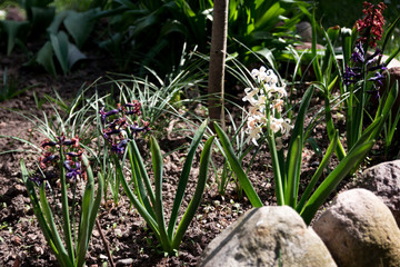 Fototapeta premium Flowers in the garden