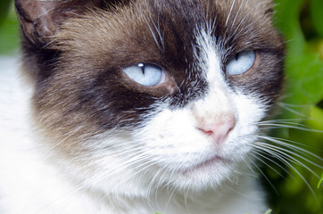 Blue eyes cat portrait