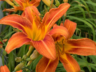 Orange Lily Blooming
