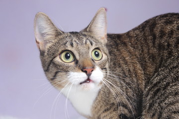 Hauskatze