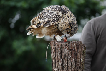 Obraz premium A tame owl is sitting on a pole.