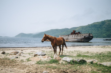Horse on the seashore and sunken ship