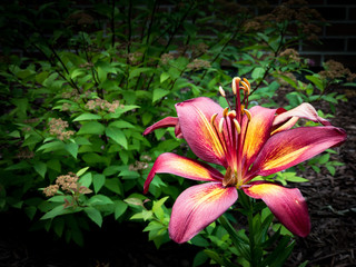 Red Asian Lily