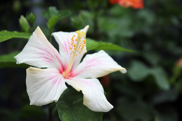 ピンクの入った白いハイビスカスの花