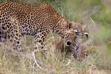  Female Leopard & Cub Affection © jgolby