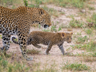 Obraz premium Young leopard cub walking with mother, African Wildlife