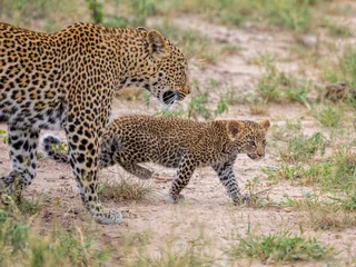 Rolgordijnen Young leopard cub walking with mother, African Wildlife © jgolby