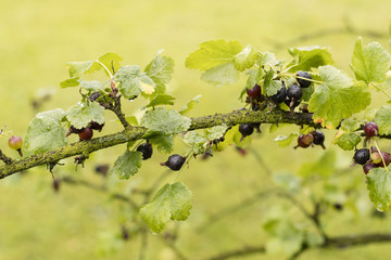 Black berry fruit with green leaves outdoors in nature.