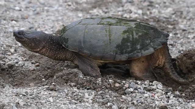 Snapping Turtle Making Nest