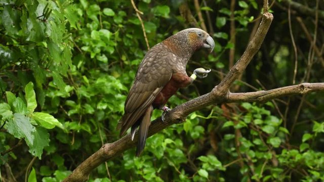 Kaka - Nestor meridionalis - endemic parakeet living in forests of New Zealan