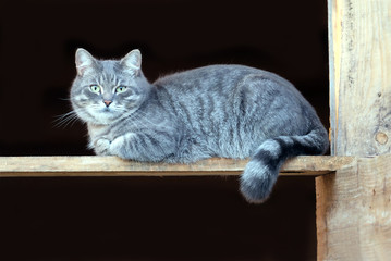 Beautiful big fluffy gray striped domestic cat sitting on wooden board on black background and lookin to camera side view closeup