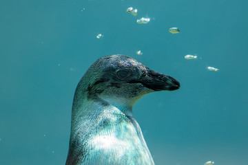 Naklejka premium Black-footed penguin underwater. Quirky curious bird.
